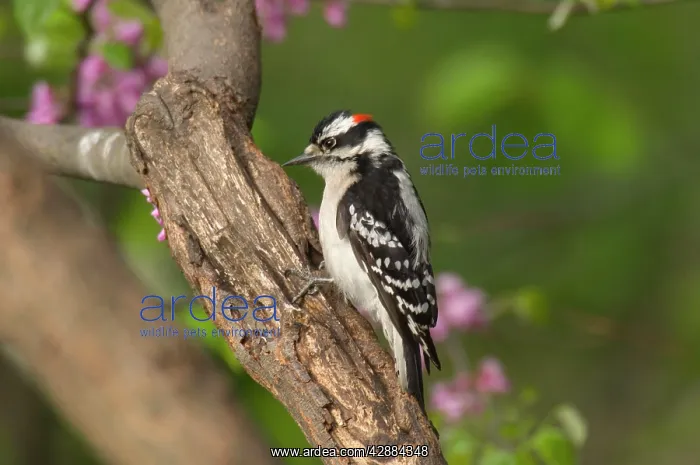 : Downy Woodpecker - Male on tree, Spring : Downy Woodpecker - Male on tree, Spring