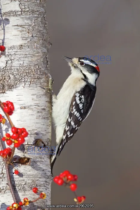 : Downy Woodpecker - male in winter - December : Downy Woodpecker - male in winter - December