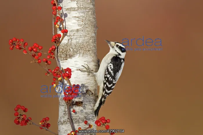 : Downy Woodpecker - male in winter - December : Downy Woodpecker - male in winter - December