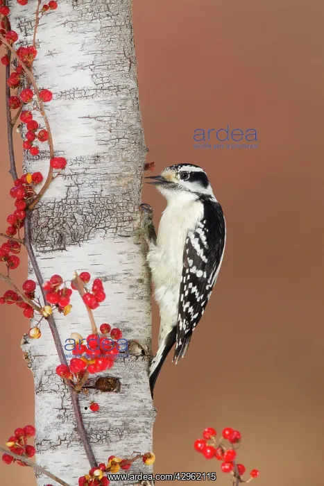 : Downy Woodpecker - male in winter - December : Downy Woodpecker - male in winter - December