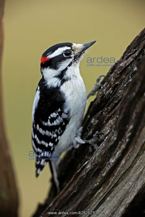 : Downy Woodpecker - Found near or in woods : Downy Woodpecker - Found near or in woods
