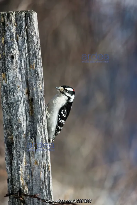 : Downy Woodpecker (Picoides pubescens) : Downy Woodpecker (Picoides pubescens)