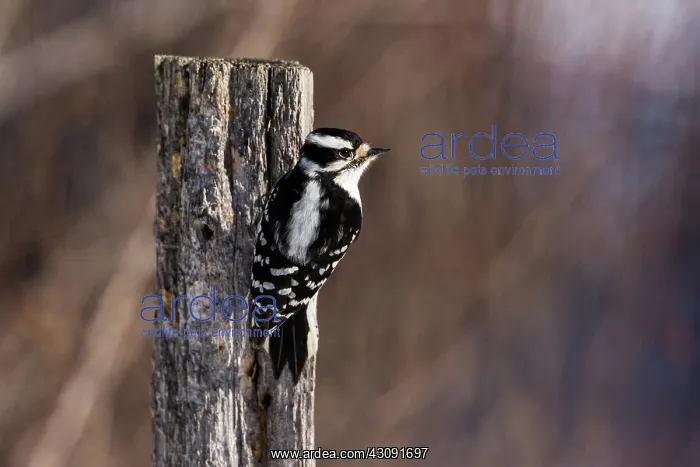 : Downy Woodpecker (Picoides pubescens) : Downy Woodpecker (Picoides pubescens)