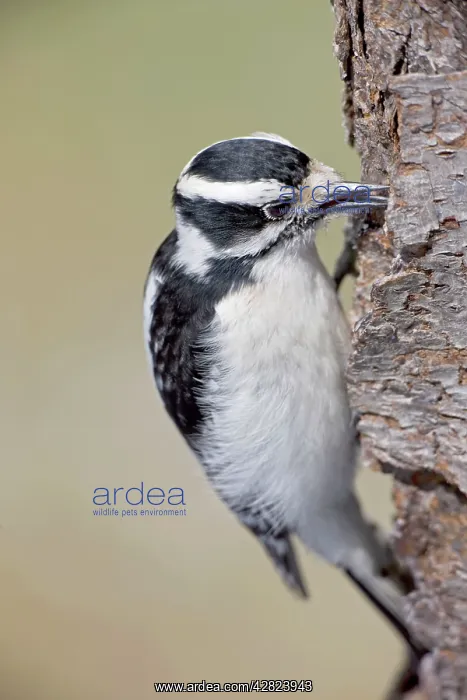  : Downy Woodpecker - on tree trunk
