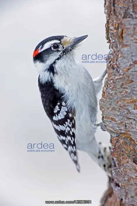 : Downy Woodpecker - on tree trunk : Downy Woodpecker - on tree trunk