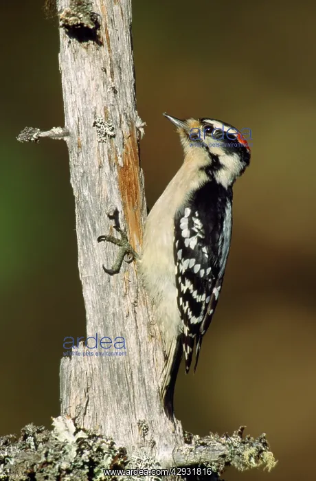 : Downy Woodpecker - on tree trunk : Downy Woodpecker - on tree trunk