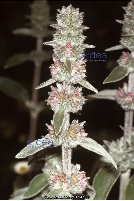  : Downy Woundwort