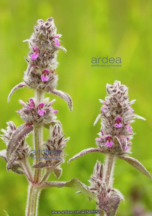: Downy Woundwort - very rare in UK : Downy Woundwort - very rare in UK
