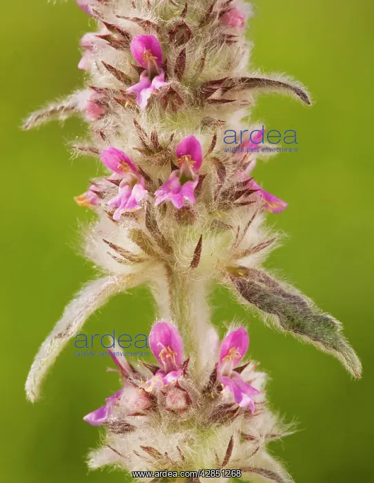 : Downy Woundwort - very rare in UK : Downy Woundwort - very rare in UK