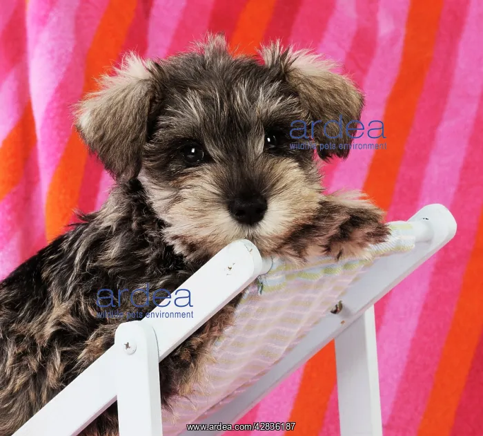: DPG.Schnauzer puppy looking over top of deck chair : DPG.Schnauzer puppy looking over top of deck chair