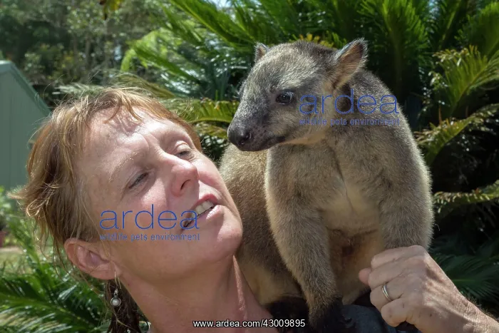 : Dr Karen Coombes carer from Tree Kangaroo Rescue Centre : Dr Karen Coombes carer from Tree Kangaroo Rescue Centre