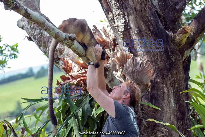 : Dr Karen Coombes carer from Tree Kangaroo Rescue Centre : Dr Karen Coombes carer from Tree Kangaroo Rescue Centre