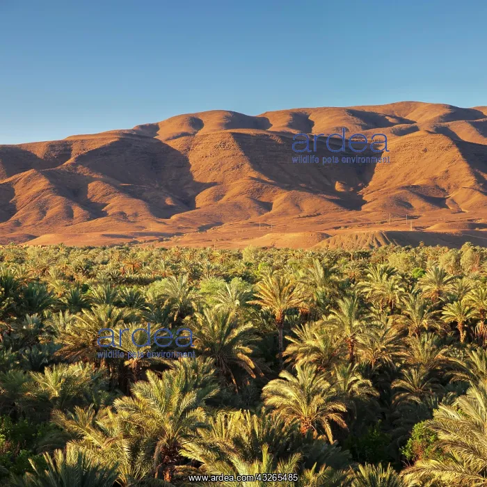 : Draa Valley, Atlas Mountains, South Morocco, Morocco : Draa Valley, Atlas Mountains, South Morocco, Morocco