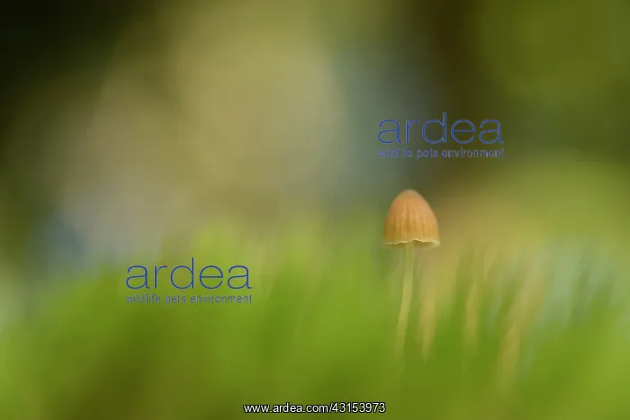  : Drab Bonnet