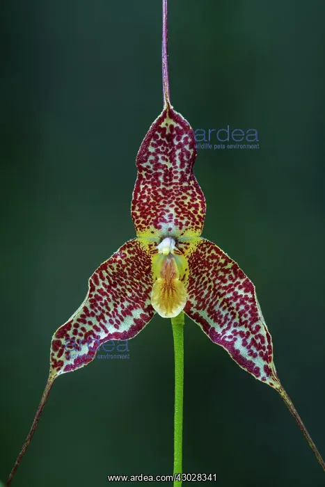  : Dracula orchid, Antioquia, Colombia