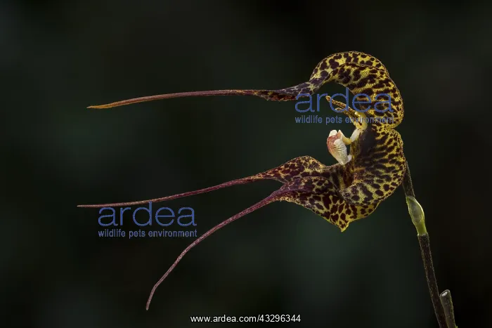 : Dracula orchid (Dracula andrettae) Parque Nacional : Dracula orchid (Dracula andrettae) Parque Nacional
