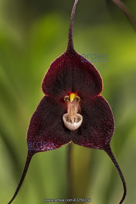 : Dracula orchid (Dracula anthracina) Parque Nacional : Dracula orchid (Dracula anthracina) Parque Nacional