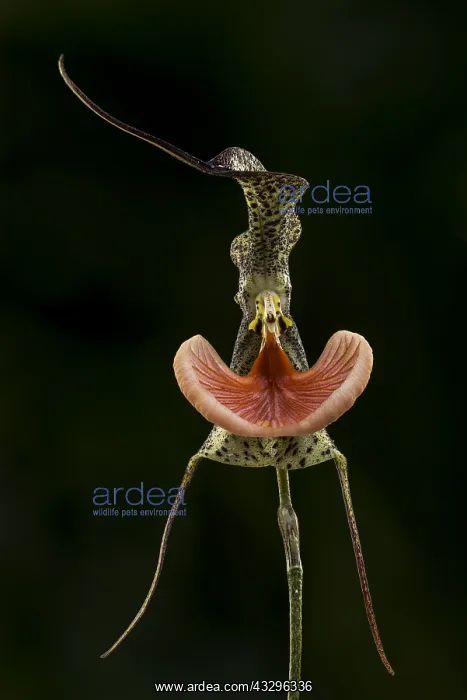 : Dracula orchid (Dracula chestertonii) Parque Nacional : Dracula orchid (Dracula chestertonii) Parque Nacional