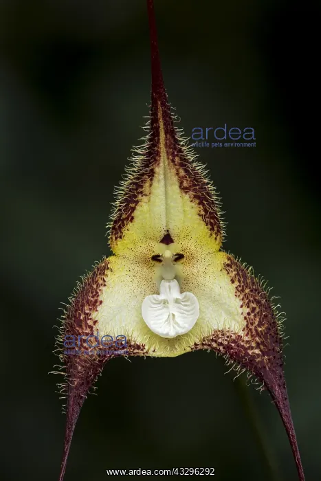 : Dracula orchid (Dracula cordobae) Parque Nacional : Dracula orchid (Dracula cordobae) Parque Nacional
