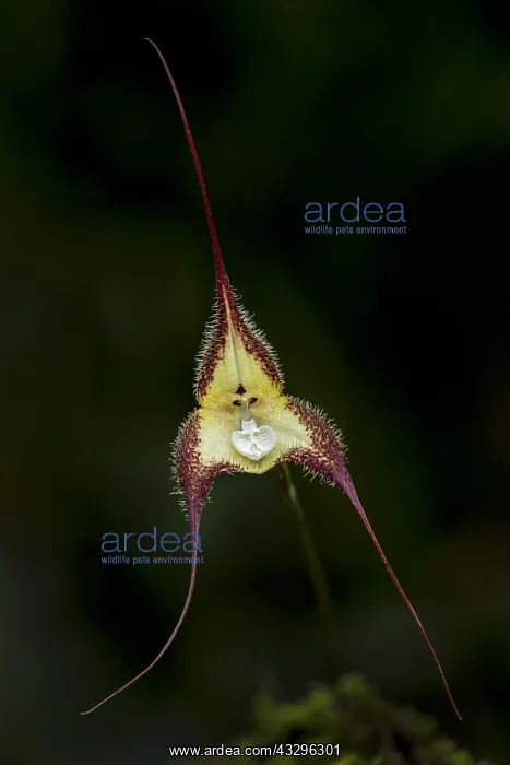 : Dracula orchid (Dracula cordobae) Parque Nacional : Dracula orchid (Dracula cordobae) Parque Nacional