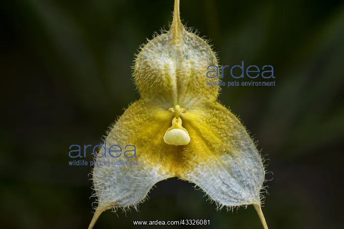 : Dracula orchid (Dracula gorgona var xanthina) Parque : Dracula orchid (Dracula gorgona var xanthina) Parque