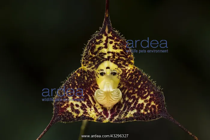 : Dracula orchid (Dracula minax) Parque Nacional Natural : Dracula orchid (Dracula minax) Parque Nacional Natural