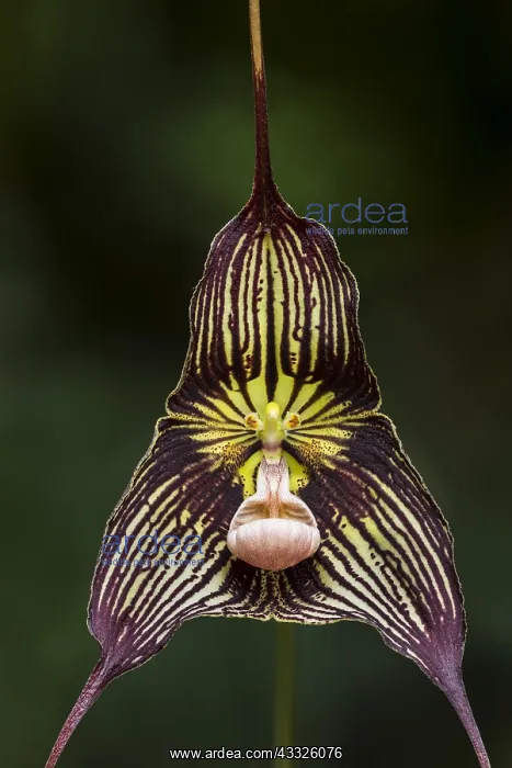 : Dracula orchid (Dracula vampira) Parque Nacional : Dracula orchid (Dracula vampira) Parque Nacional