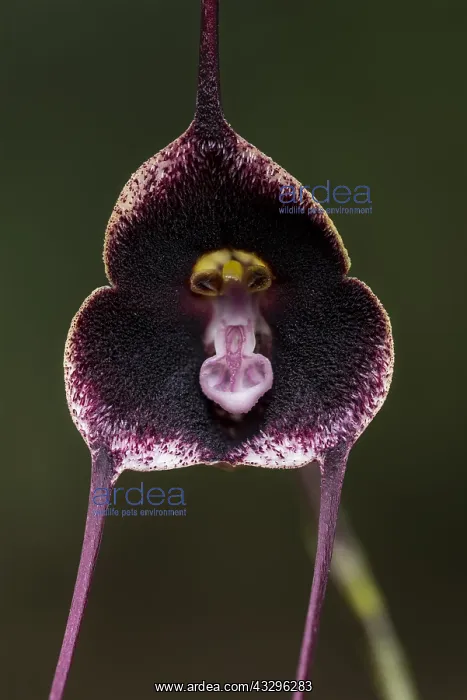 : Dracula orchid (Dracula vinacea) Parque Nacional : Dracula orchid (Dracula vinacea) Parque Nacional