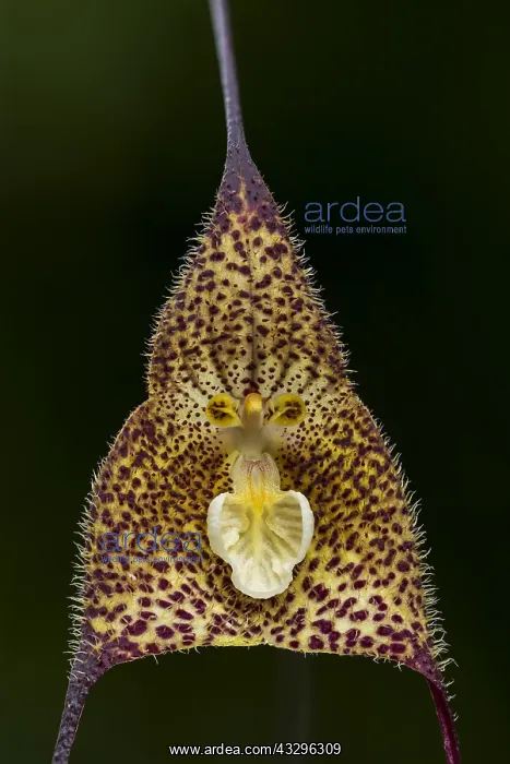 : Dracula orchid (Dracula wallisii) Parque Nacional : Dracula orchid (Dracula wallisii) Parque Nacional