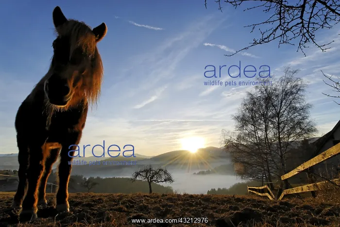 : Draft horse at dusk Munster Valley Vosges France : Draft horse at dusk Munster Valley Vosges France
