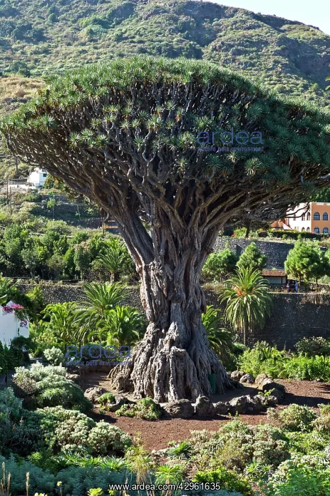 : The Drago Dragon Tree : The Drago Dragon Tree