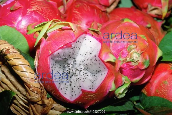 : DRAGON FRUIT : DRAGON FRUIT