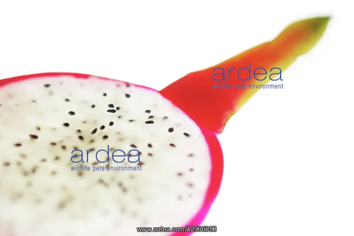 : Dragon fruit : Dragon fruit