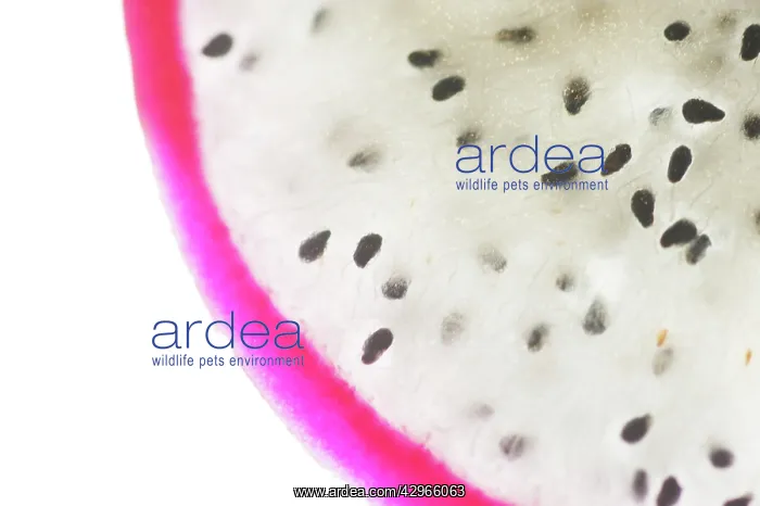 : Dragon fruit : Dragon fruit