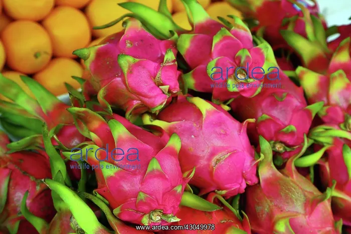 : Dragon Fruit in the street market in Chinatown, Singapor : Dragon Fruit in the street market in Chinatown, Singapor