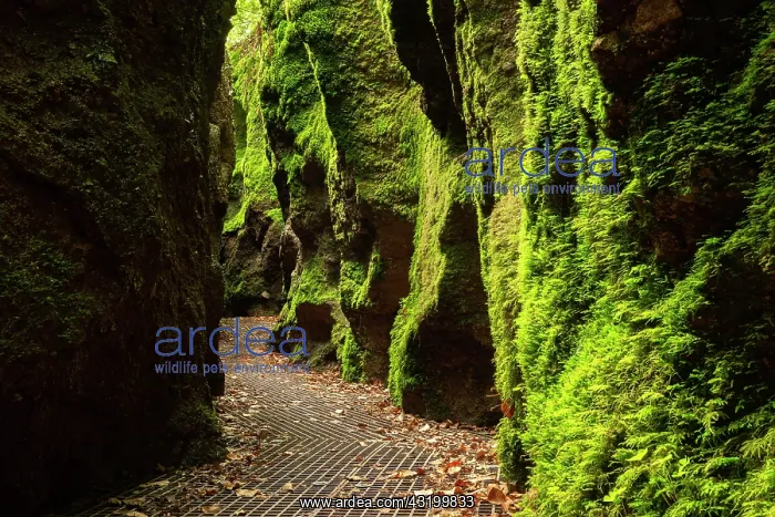: Dragon gorge, rock faces with moss, gorge near Eisenach : Dragon gorge, rock faces with moss, gorge near Eisenach