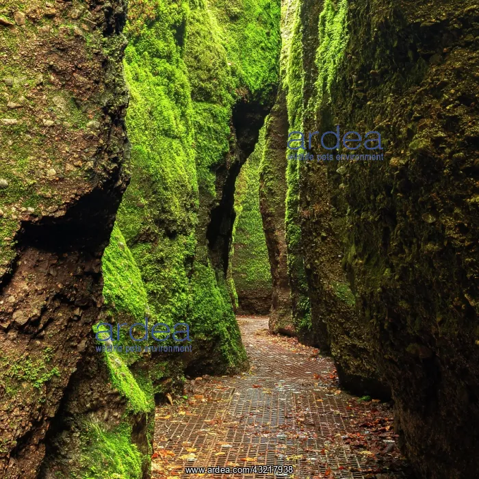 : Dragon gorge, rock faces with moss, gorge near Eisenach : Dragon gorge, rock faces with moss, gorge near Eisenach