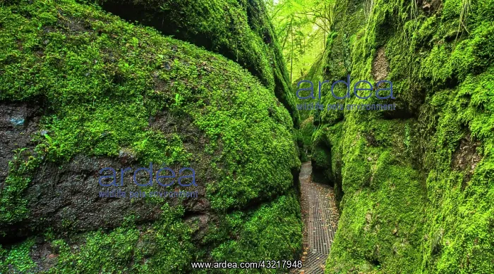 : Dragon gorge, rock faces with moss, gorge near Eisenach : Dragon gorge, rock faces with moss, gorge near Eisenach