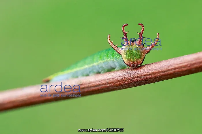 : Dragon-like head of Nawab butterfly's caterpillar : Dragon-like head of Nawab butterfly's caterpillar