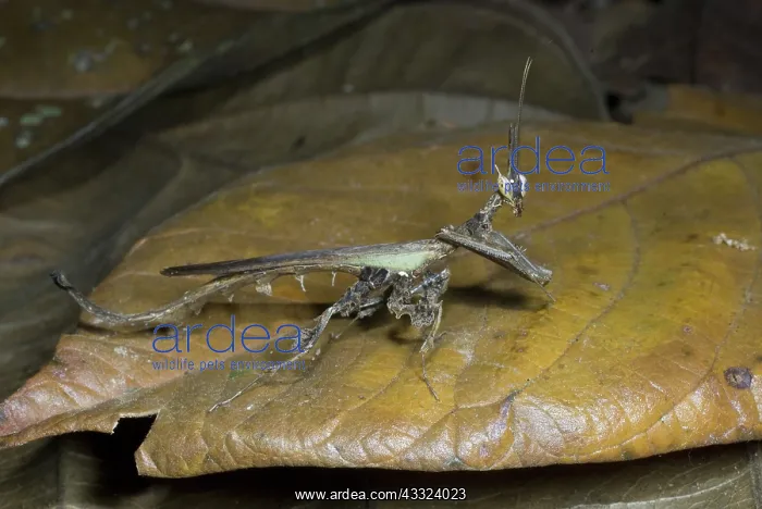  : Dragon mantid, camouflaged