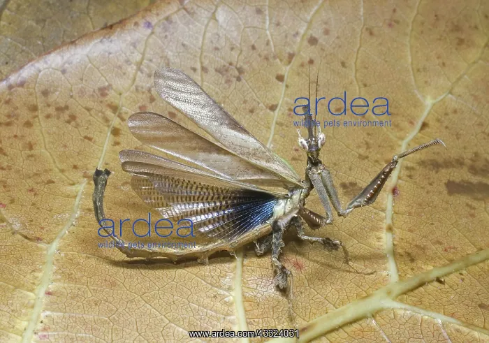 : Dragon mantid defensive display : Dragon mantid defensive display