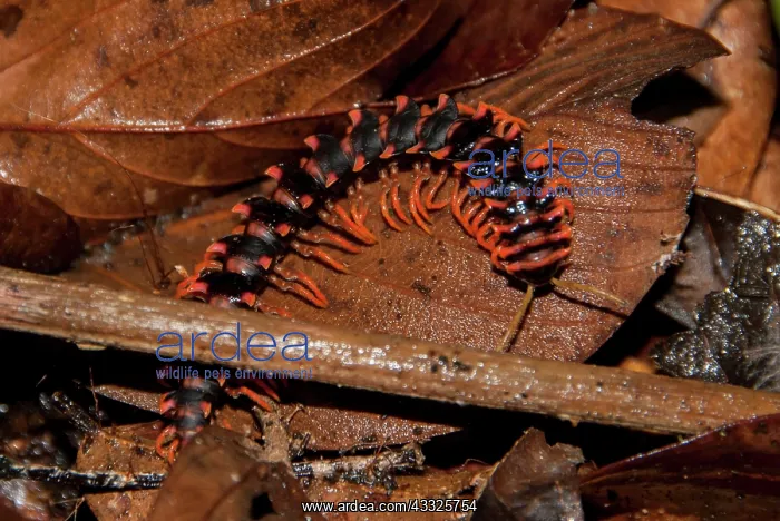 : Dragon Millipede on leaves - night walk in rainforest : Dragon Millipede on leaves - night walk in rainforest