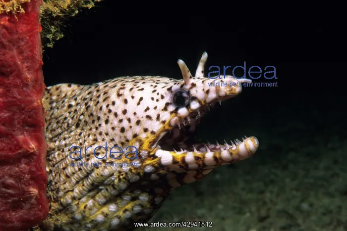 : Dragon Moray Eel - with open mouth showing teeth : Dragon Moray Eel - with open mouth showing teeth