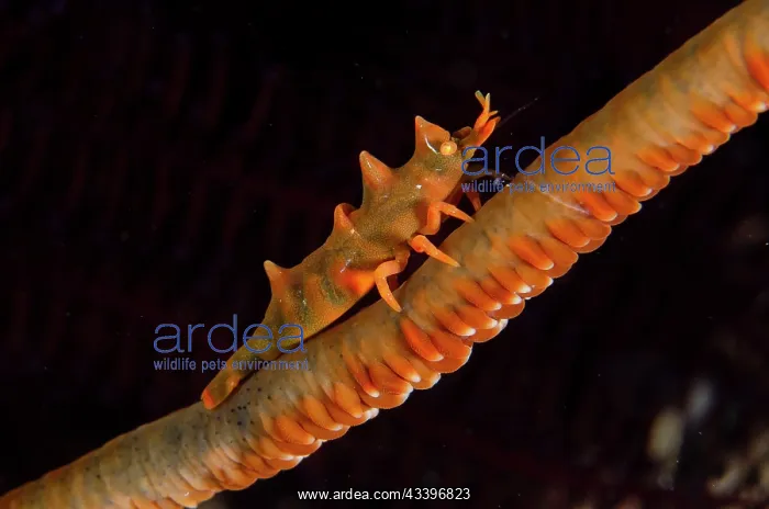 : Dragon Shrimp : Dragon Shrimp
