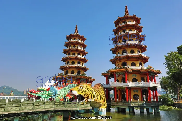 : Dragon and Tiger Pagodas temple at the Lotus : Dragon and Tiger Pagodas temple at the Lotus