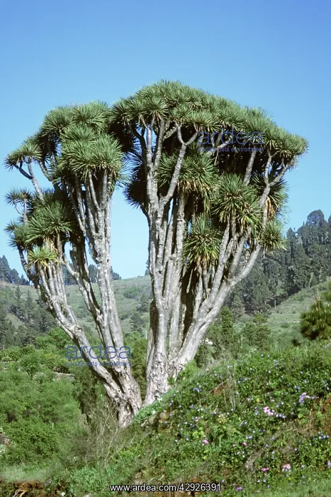  : DRAGON TREE