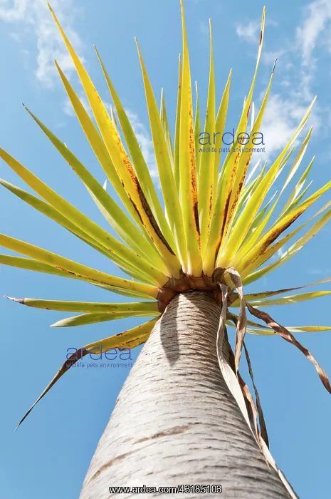 : Dragon tree, Dracaena fragrans, Viewed from underneath : Dragon tree, Dracaena fragrans, Viewed from underneath