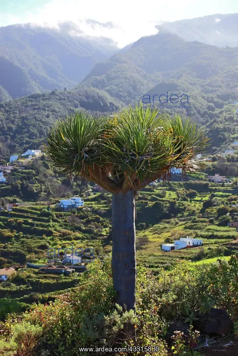 : Dragon tree, Drago, view into the landscape at Mirador : Dragon tree, Drago, view into the landscape at Mirador