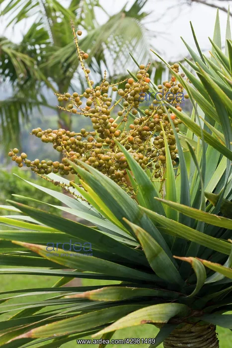 : Dragon Tree - with its fruits : Dragon Tree - with its fruits