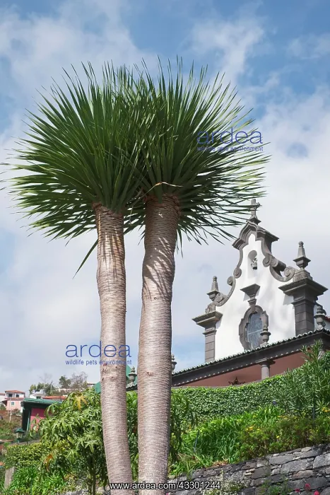: Dragon Tree - Madeira Portugal : Dragon Tree - Madeira Portugal